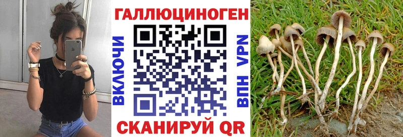 Галлюциногенные грибы Psilocybine cubensis наркошоп Светлогорск